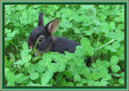 Nyuszi ül a fűben :)